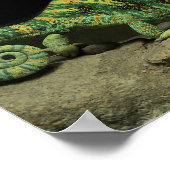 Chameleon Poster op achterzijde (Hoek)
