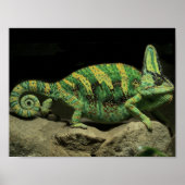 Chameleon Poster op achterzijde (Voorkant)