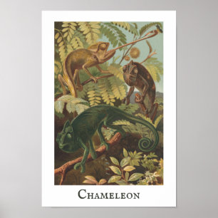 Chameleon  Print Poster