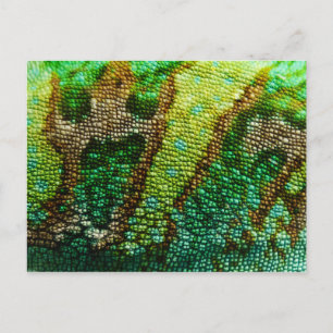 Chameleon Skin Briefkaart