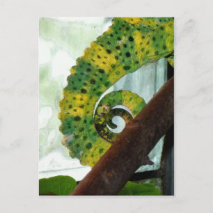 Chameleon Tail Briefkaart