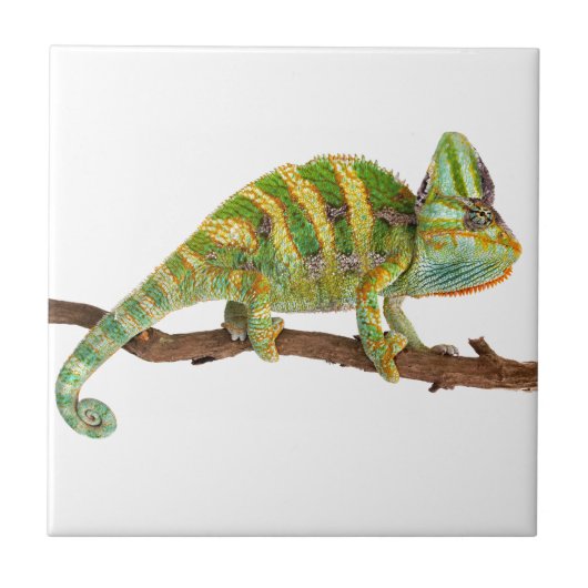 Chameleon Tegeltje (Voorkant)