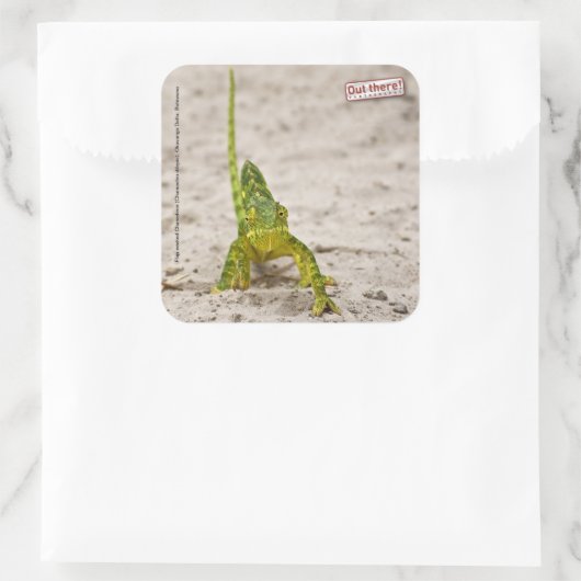Chameleon Vierkante Sticker (Tas)