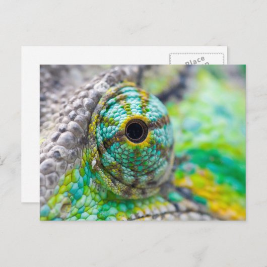 Chameleonoog Briefkaart (Voorkant / Achterkant)