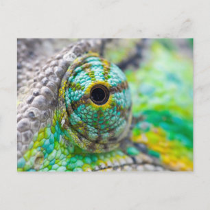 Chameleonoog Briefkaart