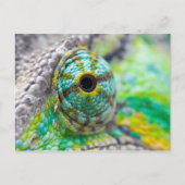 Chameleonoog Briefkaart (Voorkant)