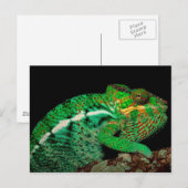 Chameleons Briefkaart (Voorkant / Achterkant)