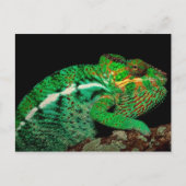 Chameleons Briefkaart (Voorkant)