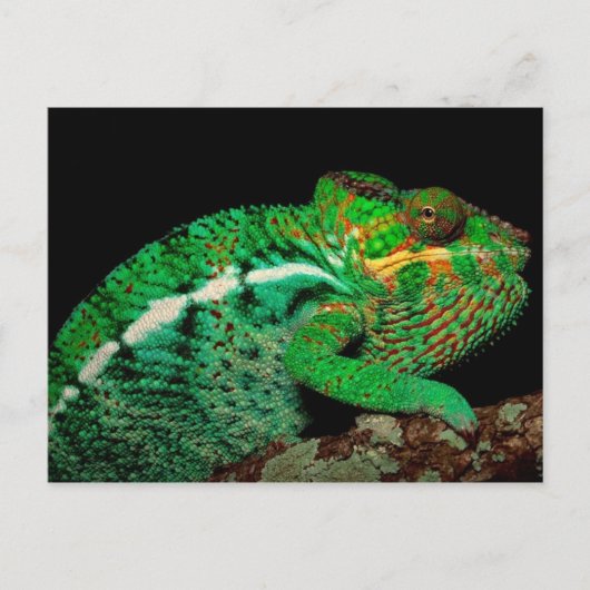 Chameleons Briefkaart (Voorkant)