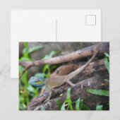 Chameleons Briefkaart (Voorkant / Achterkant)