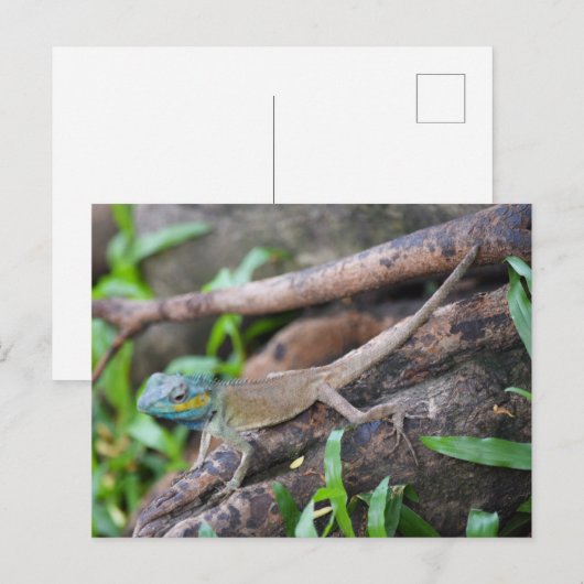 Chameleons Briefkaart (Voorkant / Achterkant)