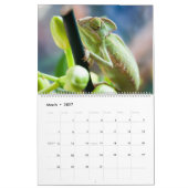 Chameleons Kalender (Mar 2027)