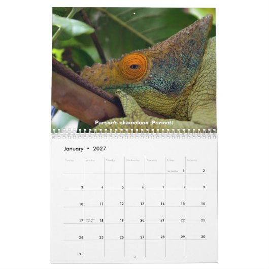 Chameleons of Madagascar Calendar Kalender (Jan 2027)
