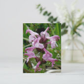 Chamisso Lousewort, Unalaska Island Briefkaart (Staand voorkant)