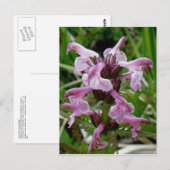 Chamisso Lousewort, Unalaska Island Briefkaart (Voorkant / Achterkant)