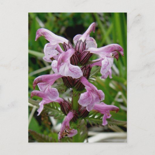 Chamisso Lousewort, Unalaska Island Briefkaart (Voorkant)