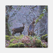 Chamois mama en kalf magneet (Voorkant)