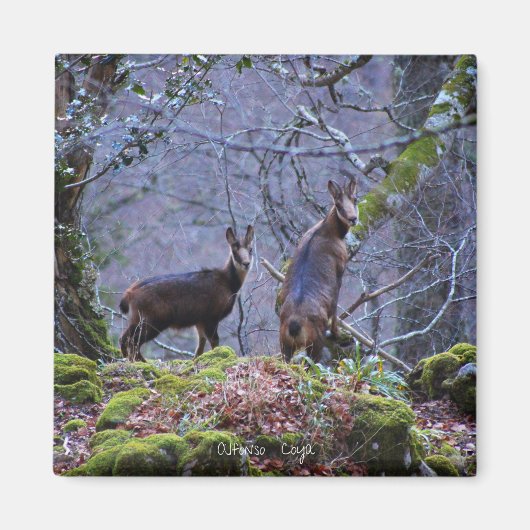 Chamois mama en kalf magneet (Voorkant)