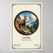 Chamois Zoölogie Serie Poster (Voorkant)
