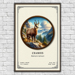 Chamois Zoölogie Serie Poster