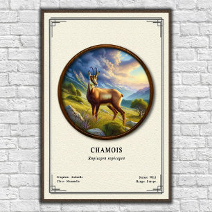 Chamois Zoölogie Serie Poster