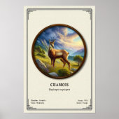Chamois Zoölogie Serie Poster (Voorkant)