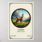 Chamois Zoölogie Serie Poster (Voorkant)