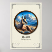 Chamois Zoology Series Poster (Voorkant)