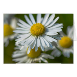 Chamomile bloemen