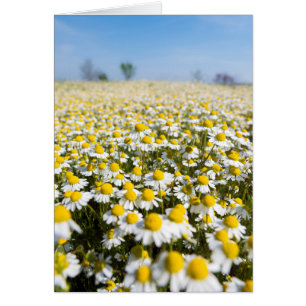 Chamomile Field, Hongarije