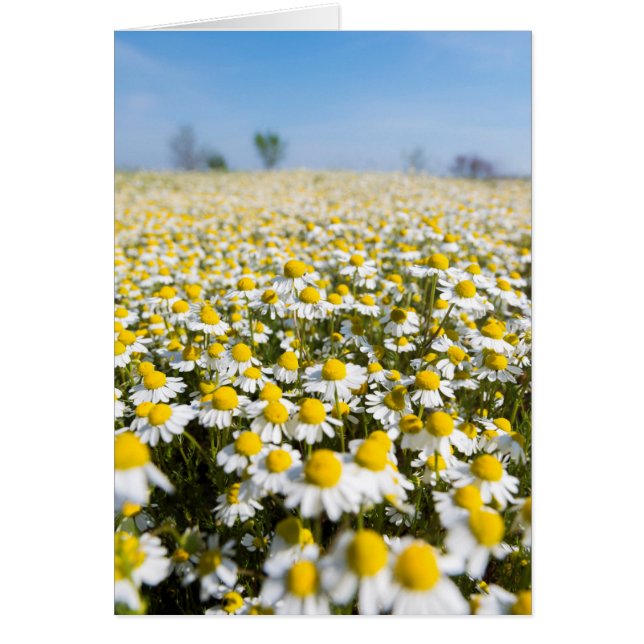 Chamomile Field, Hongarije (Voorkant)