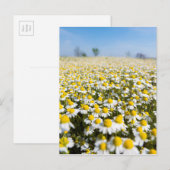 Chamomile Field, Hongarije Briefkaart (Voorkant / Achterkant)