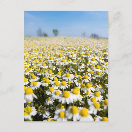 Chamomile Field, Hongarije Briefkaart (Voorkant)