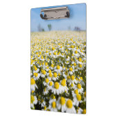 Chamomile Field, Hongarije Klembord (Links)