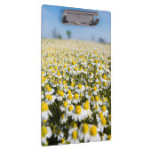 Chamomile Field, Hongarije Klembord (Rechts)