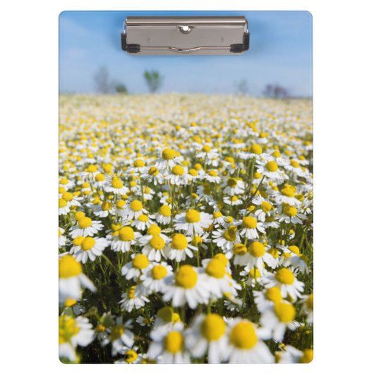 Chamomile Field, Hongarije Klembord (Voorkant)