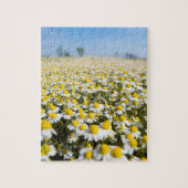 Chamomile Field, Hongarije Legpuzzel (Verticaal)