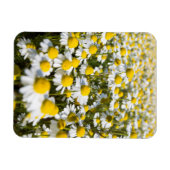 Chamomile Field, Hongarije Magneet (Horizontaal)
