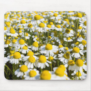 Chamomile Field, Hongarije Muismat