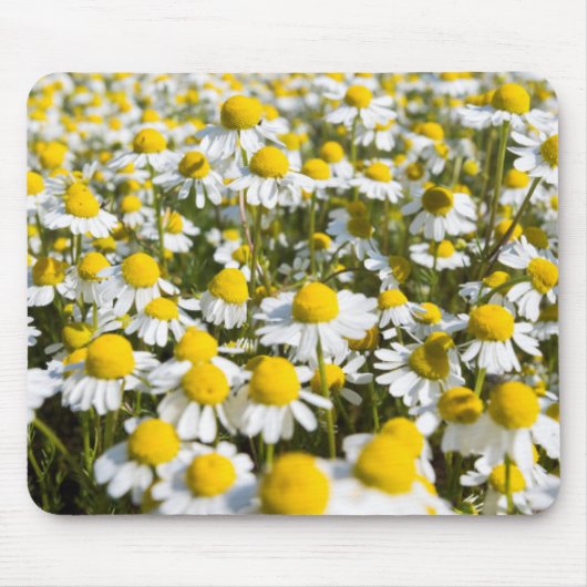 Chamomile Field, Hongarije Muismat (Voorkant)