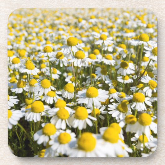 Chamomile Field, Hongarije Onderzetter (Voorkant)