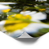 Chamomile Field, Hongarije Poster (Hoek)