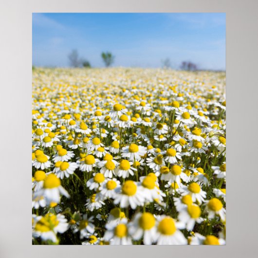 Chamomile Field, Hongarije Poster (Voorkant)