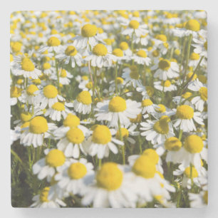 Chamomile Field, Hongarije Stenen Onderzetter