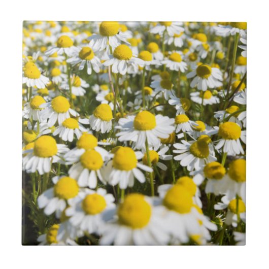 Chamomile Field, Hongarije Tegeltje (Voorkant)