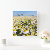 Chamomile Field, Hongarije Vierkante Klok (Huis)