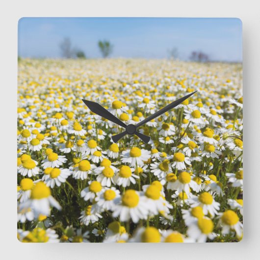 Chamomile Field, Hongarije Vierkante Klok (Voorkant)