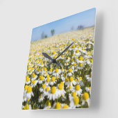 Chamomile Field, Hongarije Vierkante Klok (Hoek)