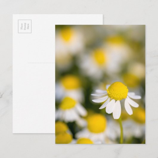 Chamomile flower close-up, Hongarije Briefkaart (Voorkant / Achterkant)