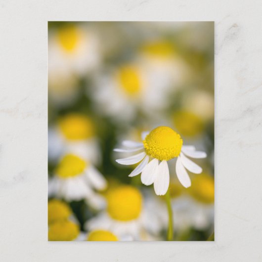 Chamomile flower close-up, Hongarije Briefkaart (Voorkant)